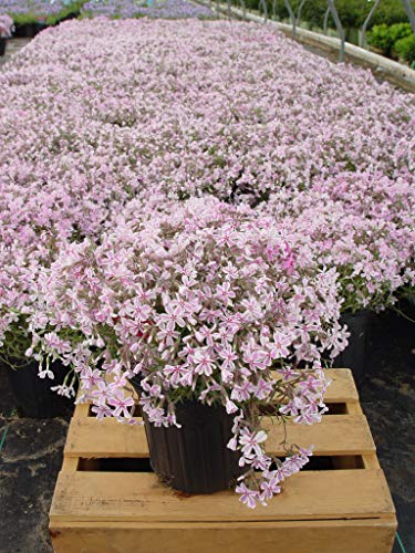 Candy Stripe Moss Phlox