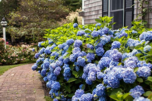 Endless Summer® The Original Hydrangea