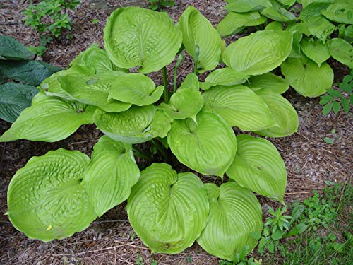 Sum and Substance Hosta