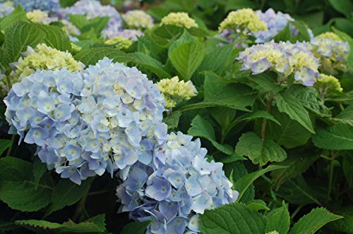 Endless Summer® The Original Hydrangea