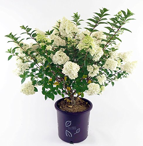 Strawberrry Sundae® Hydrangea