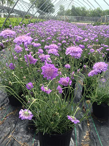 Butterfly Blue Pincushion Flower