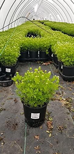 Sweet Woodruff