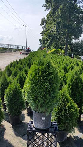 Emerald Green Arborvitae