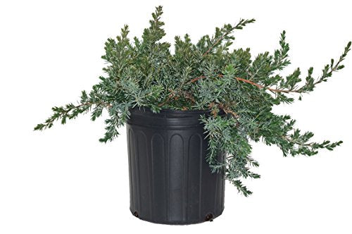 Blue Pacific Juniper