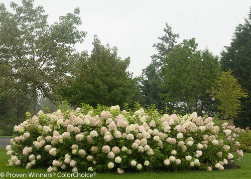 Limelight Hydrangea