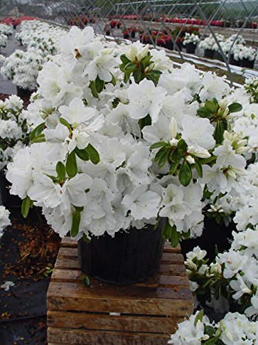 Delaware Valley White Azalea