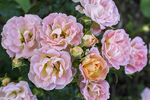 Peach Drift® Rose