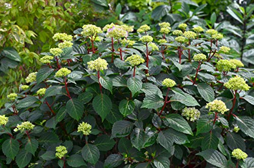 Endless Summer® Bloomstruck® Hydrangea