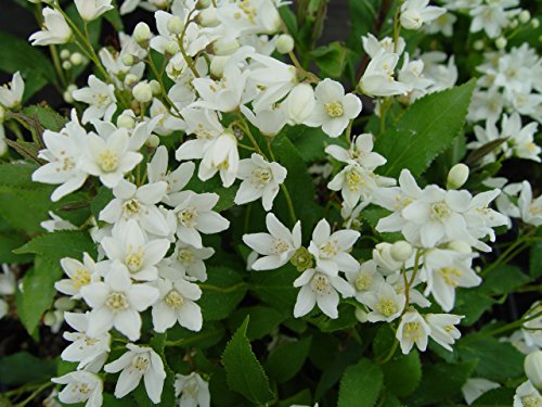 Nikko Deutzia