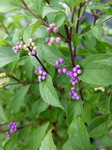 Early Amethyst Beautyberry