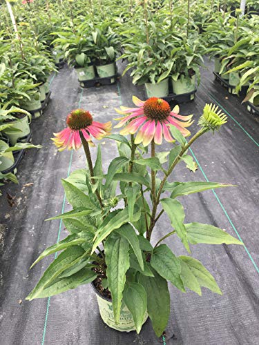 Green Twister Coneflower