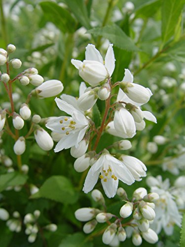 Yuki Snowflake® Deutzia