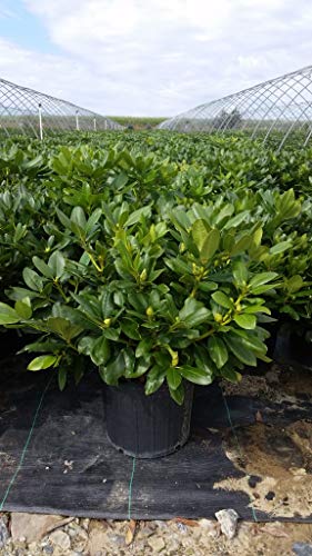 Minnetonka Rhododendron