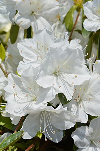 Delaware Valley White Azalea