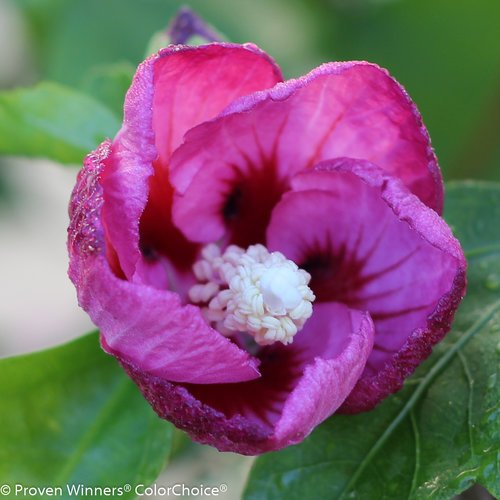 Lil' Kim® Violet Rose of Sharon