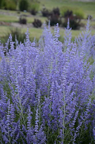 Blue Jean Baby Russian Sage