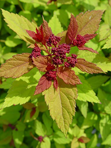 Magic Carpet Spiraea