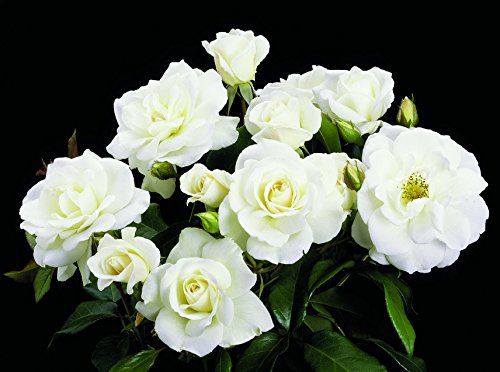 Iceberg Floribunda Rose