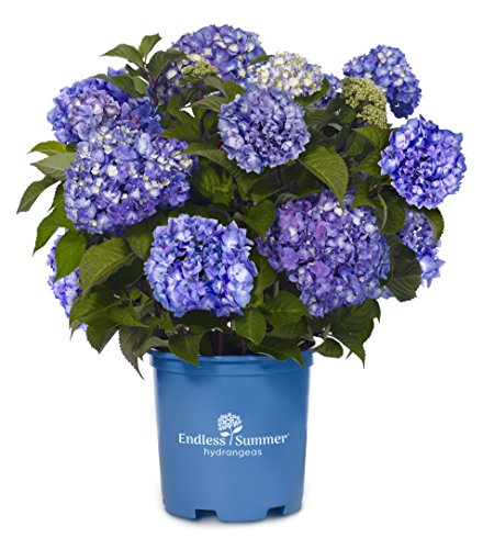 Endless Summer® Bloomstruck® Hydrangea