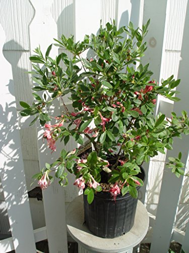 Pink and Sweet Swamp Azalea