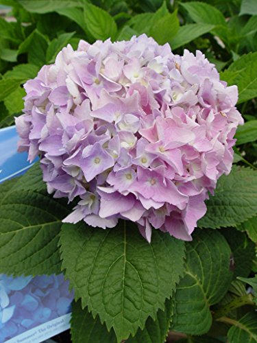 Endless Summer® The Original Hydrangea