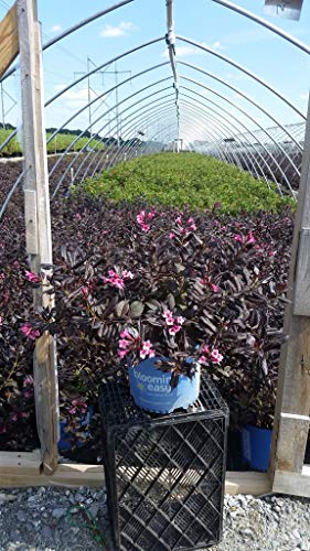 Stunner™ Weigela