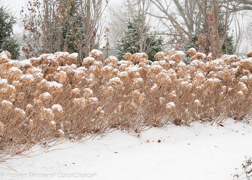 Incrediball® Hydrangea