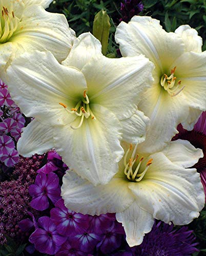 Joan Senior Daylily