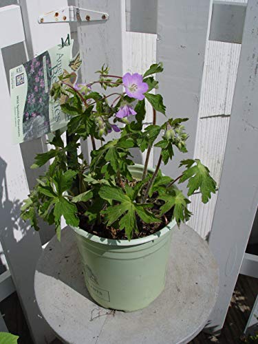 Wild Geranium