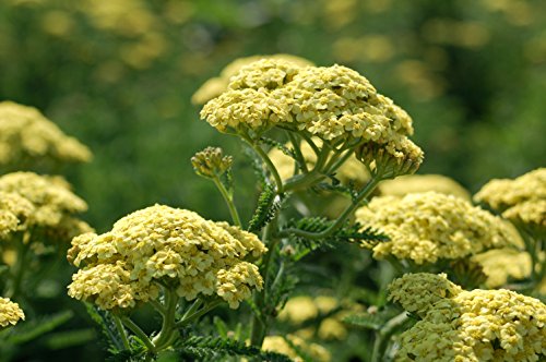 Sunny Seduction Yarrow