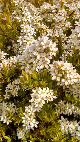 Mellow Yellow Spiraea