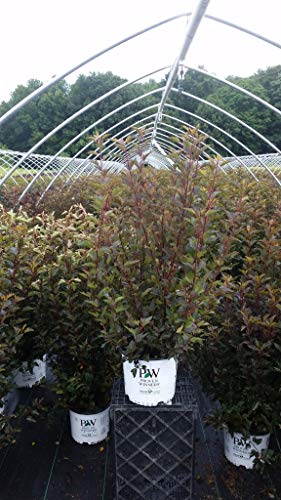 Summer Wine® Common Ninebark