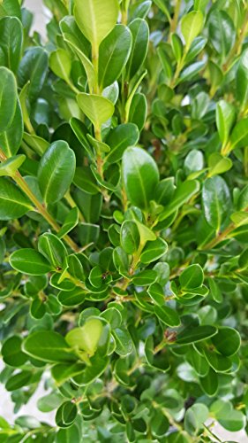 Winter Gem Boxwood