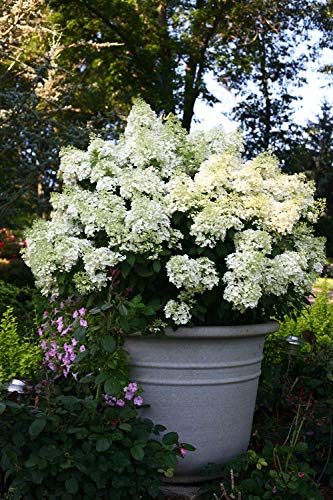 Bobo® Hardy Hydrangea