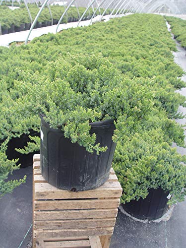 Dwarf Japanese Juniper