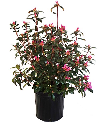 Aglo Rhododendron