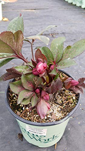 Pennys Pink Lenten Rose