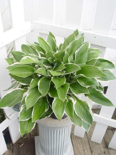 Francee Hosta