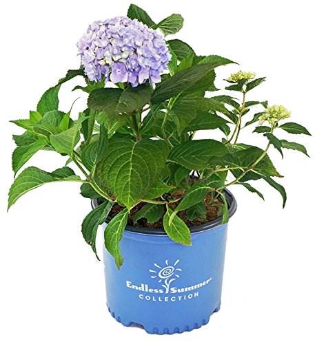 Endless Summer® The Original Hydrangea