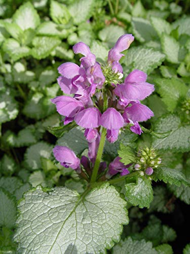 Orchid Frost Lamium