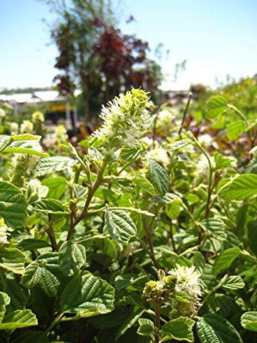 Large Fothergilla