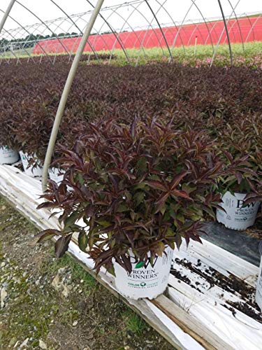 Spilled Wine® Weigela