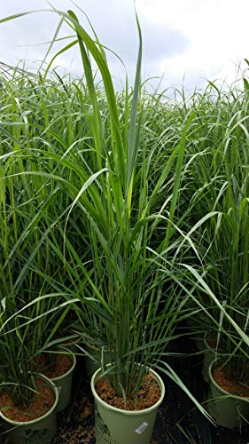 Thundercloud Swichgrass