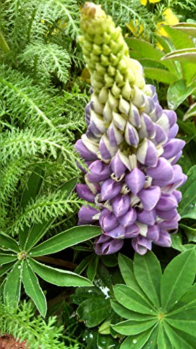 Russell Hybrids Lupine