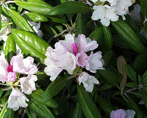 Yaku Prince Rhododendron