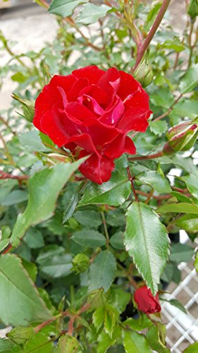 Red Drift® Rose