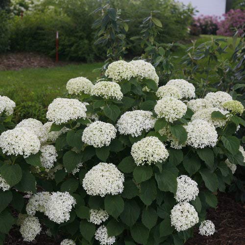 Invincibelle Limetta® Smooth hydrangea