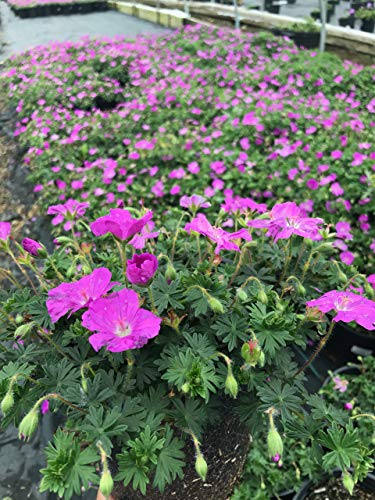 Max Frei Cranesbill Geranium