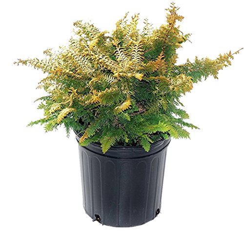 Fernspray Gold False Cypress